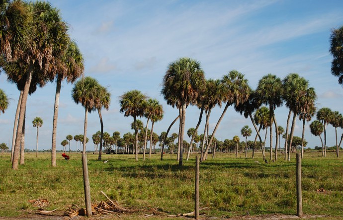 open prairie north of Lake Okeechobee