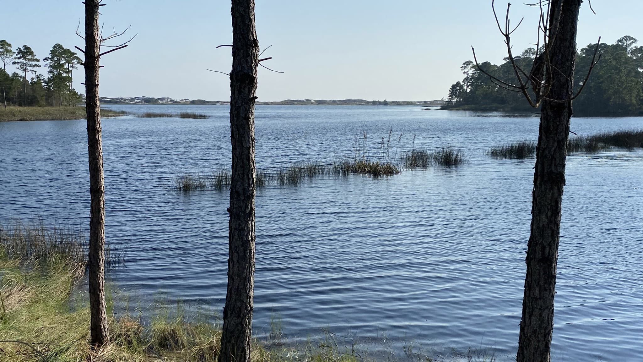 Open water with trees in foreground and dunes in distance