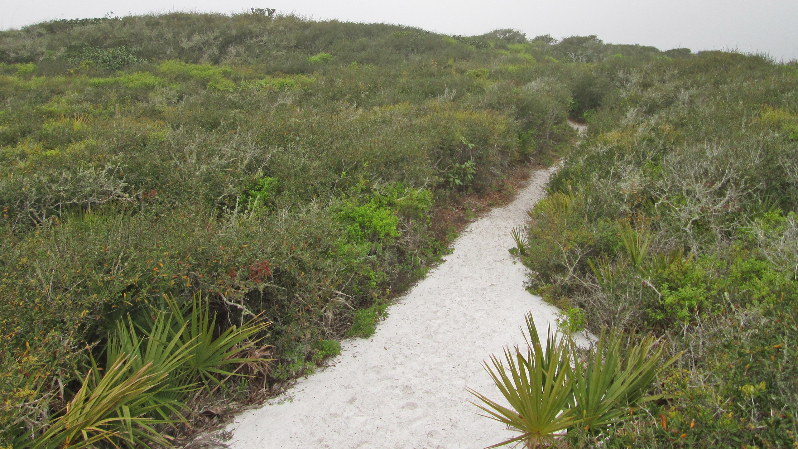 White footpath up and over densely vegetated dune