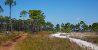 Pine Flatwoods Trail