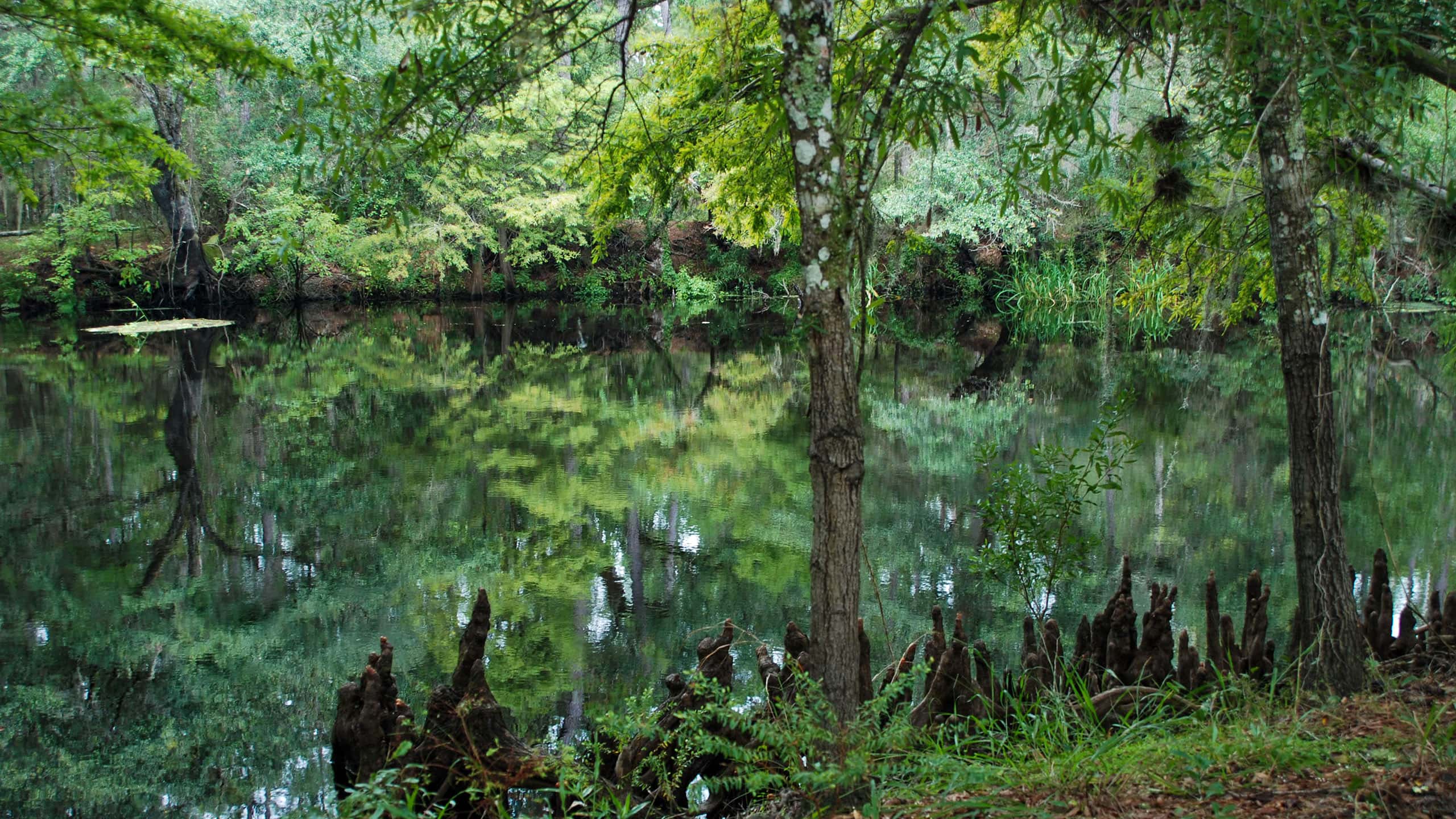 River reflections in hues of green