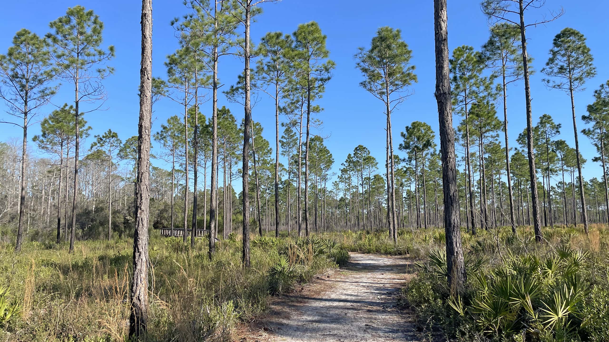 Sand and gravel path through open pine forest to boardwalk