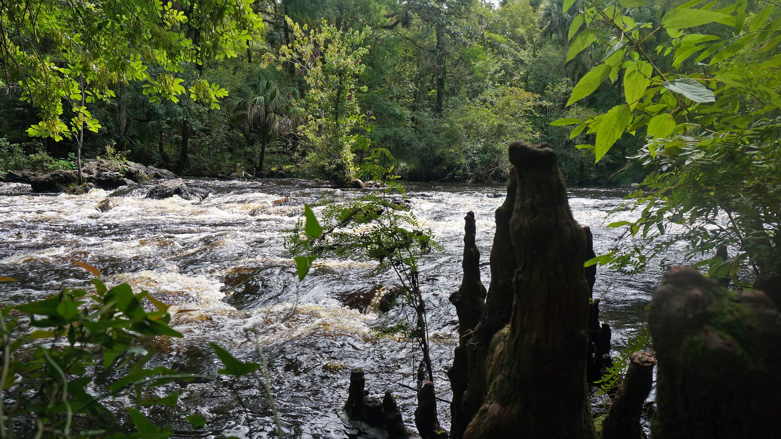 Foreground of cypress knees with rapids beyond