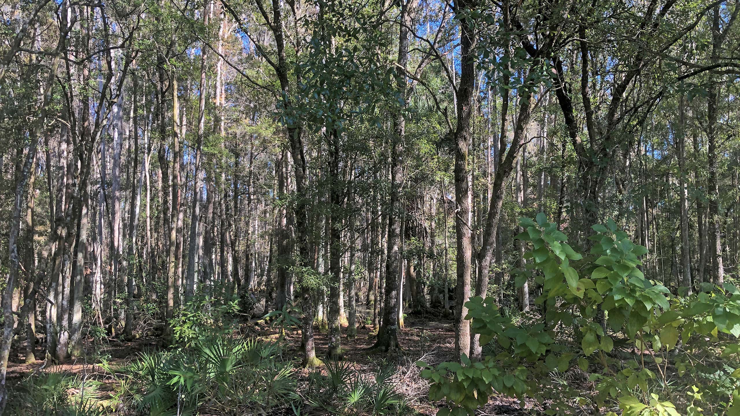 Woodlands at Flatwoods Park