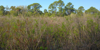 Buttonbush Marsh