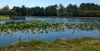 Youth fishing pond at Frank Brown Park