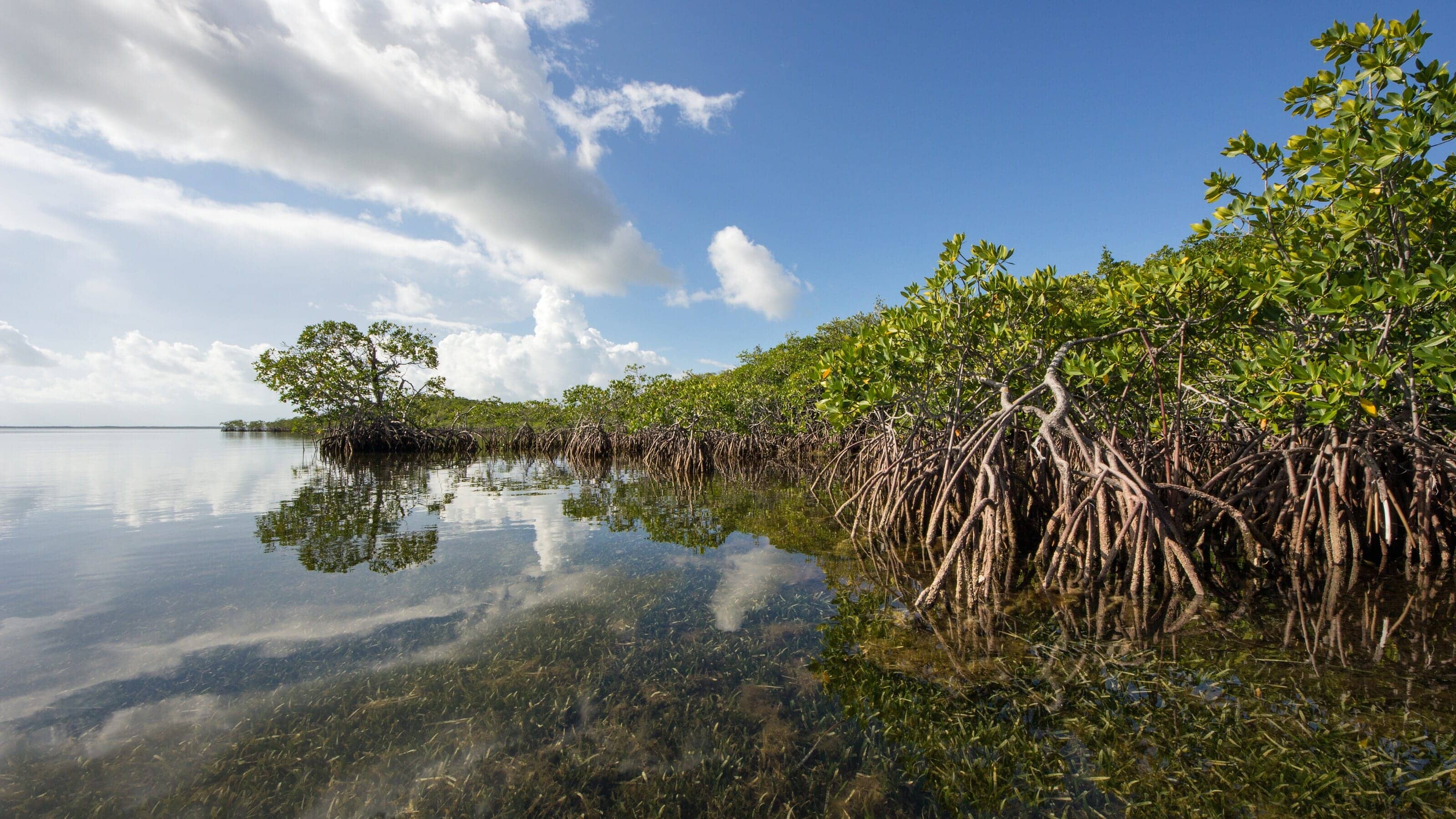 Mangroves in Biscayne Bay