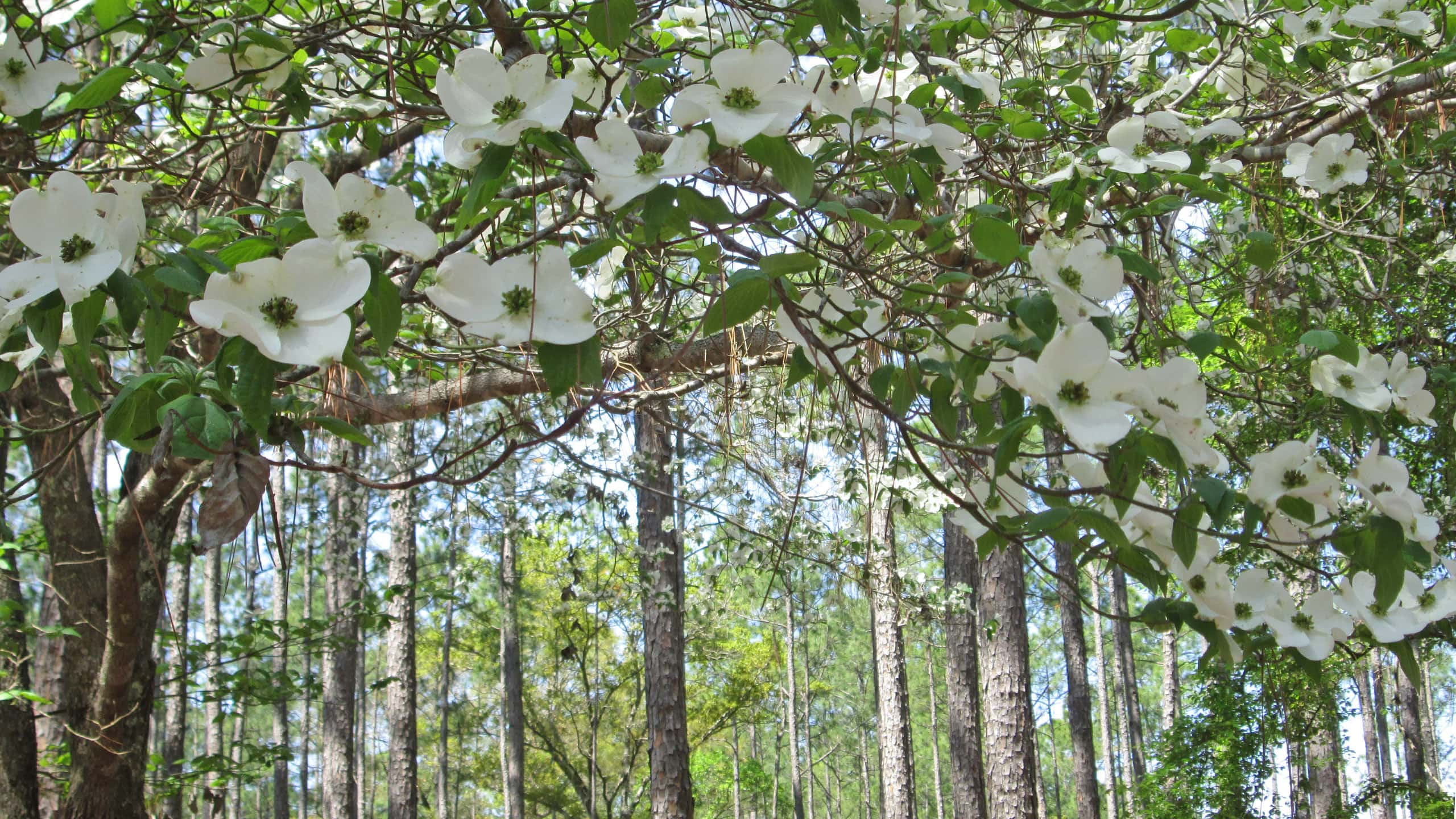 Dogwoods arching over a frame of pines