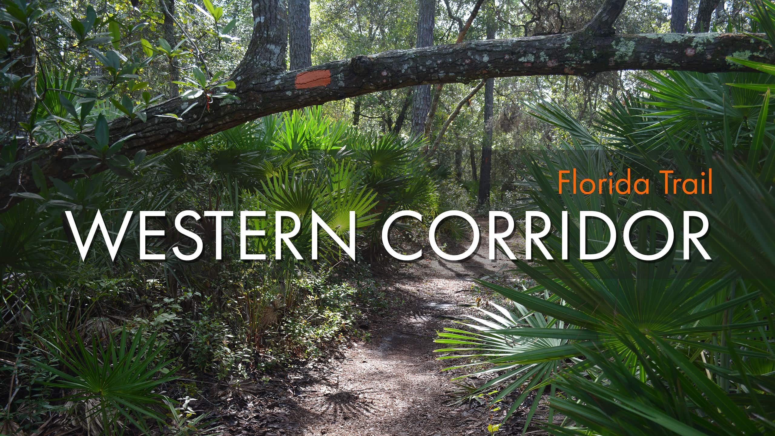 Words Florida Trail Western Corridor overlaid on trail in woods beneath a low branch with a blaze