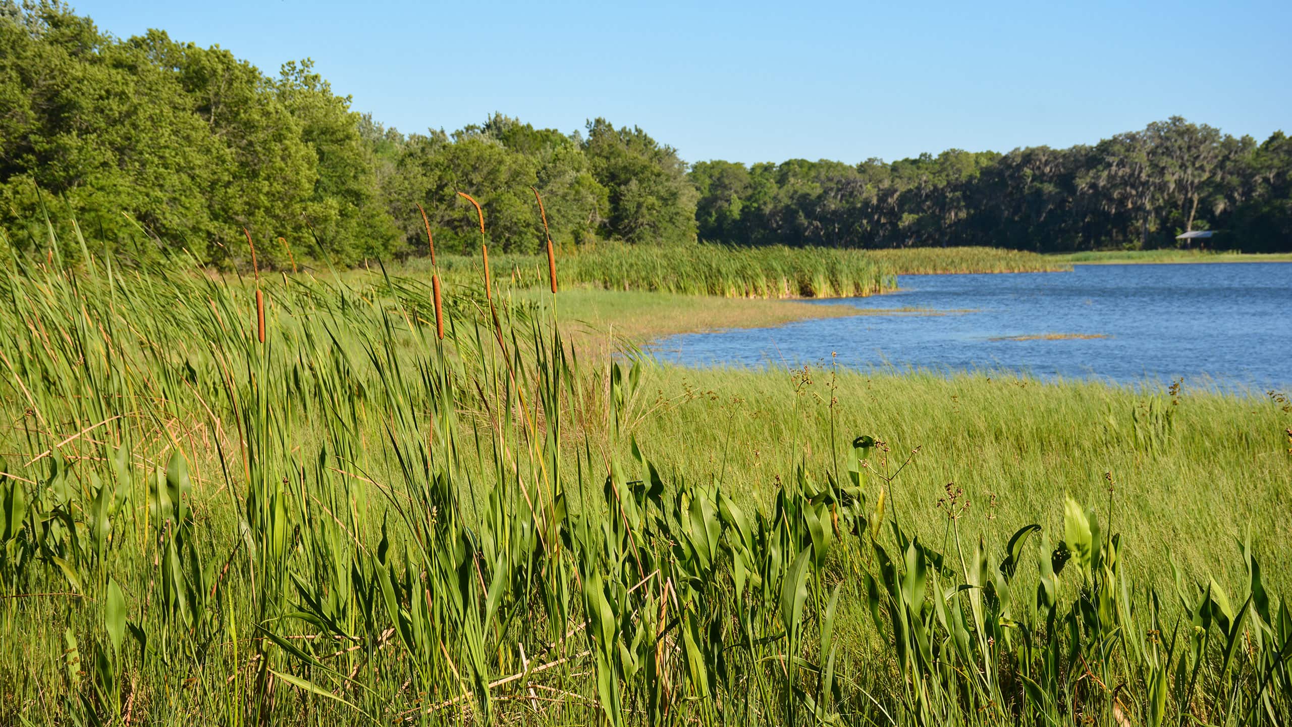 Lake with marshy edges and gazebo in distance