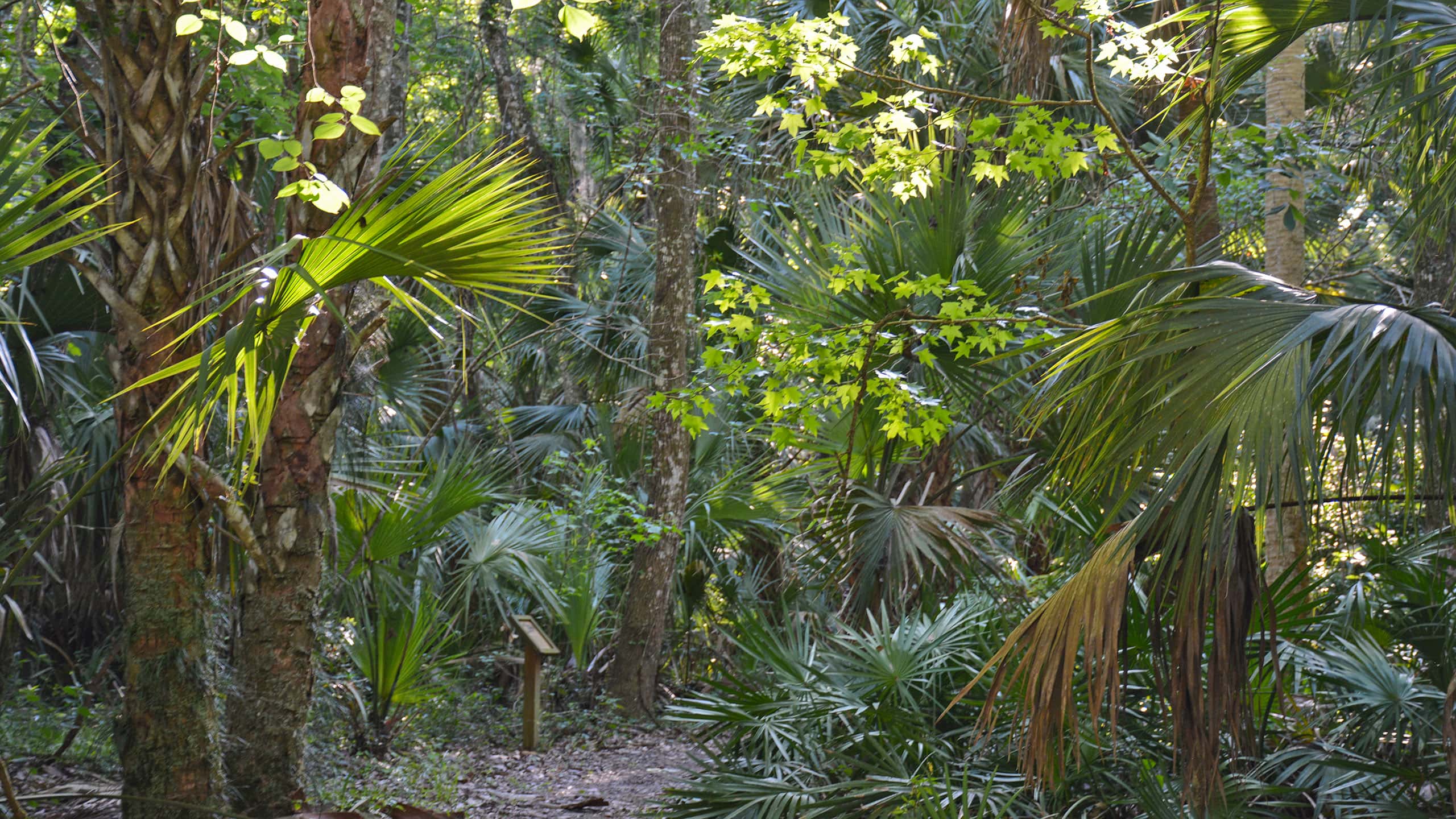 Sunlight dappled on Florida upland forest