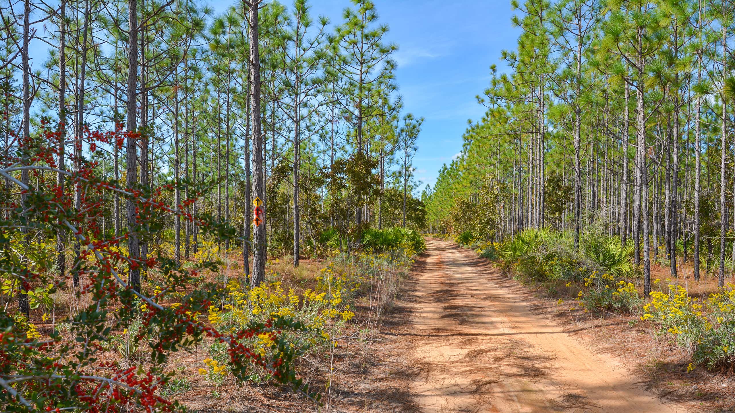 Doubletrack through pine forest