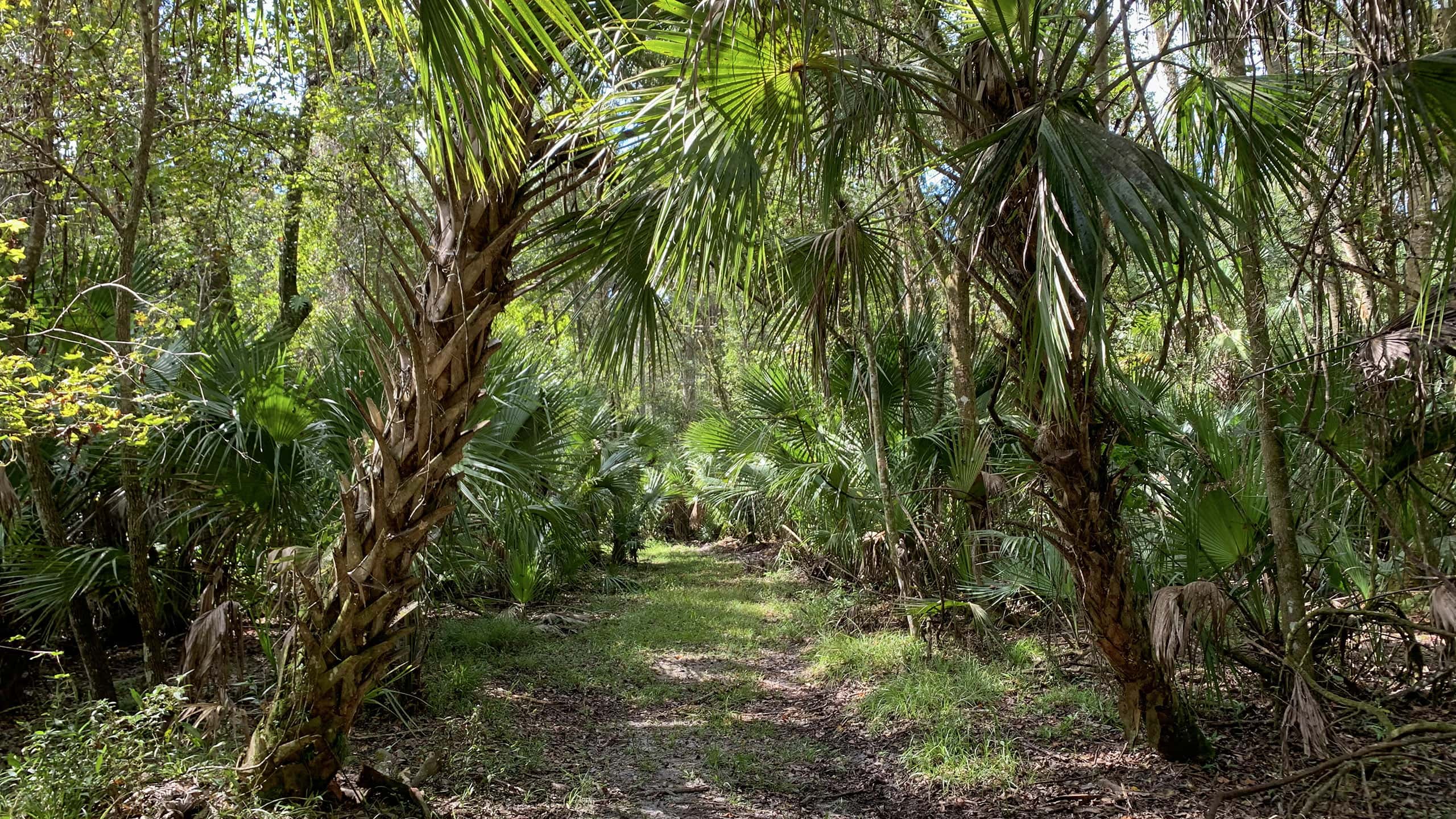 Trail in tunnel of cabbage palms