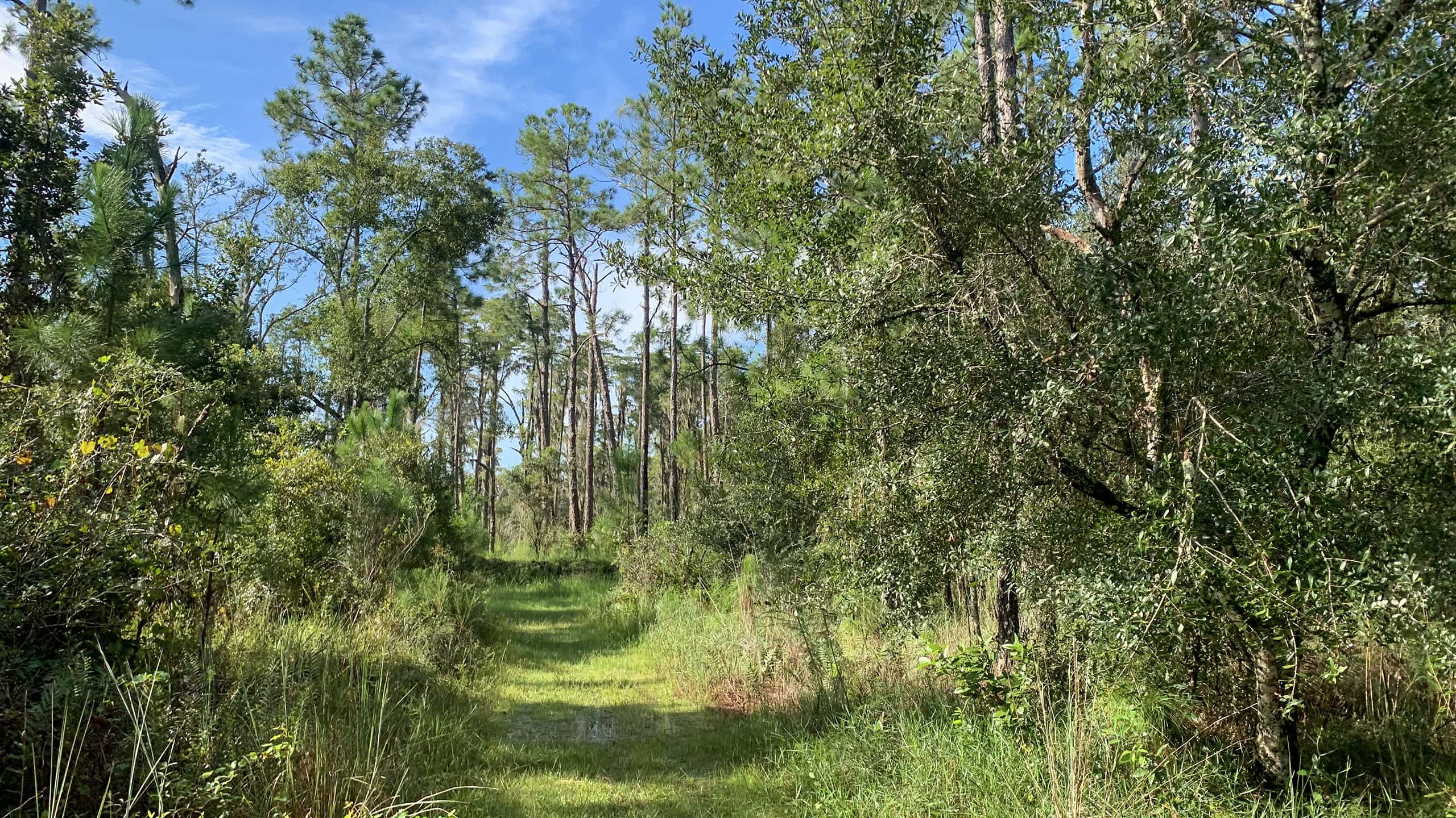 Grassy path through pine flatwoods