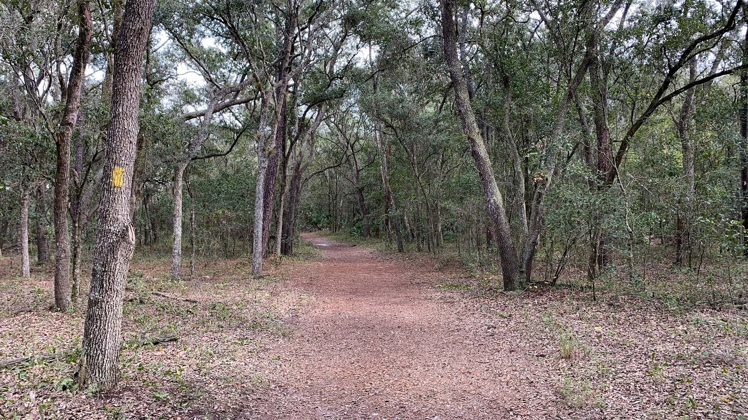 Yellow blazed trail through oak hammock