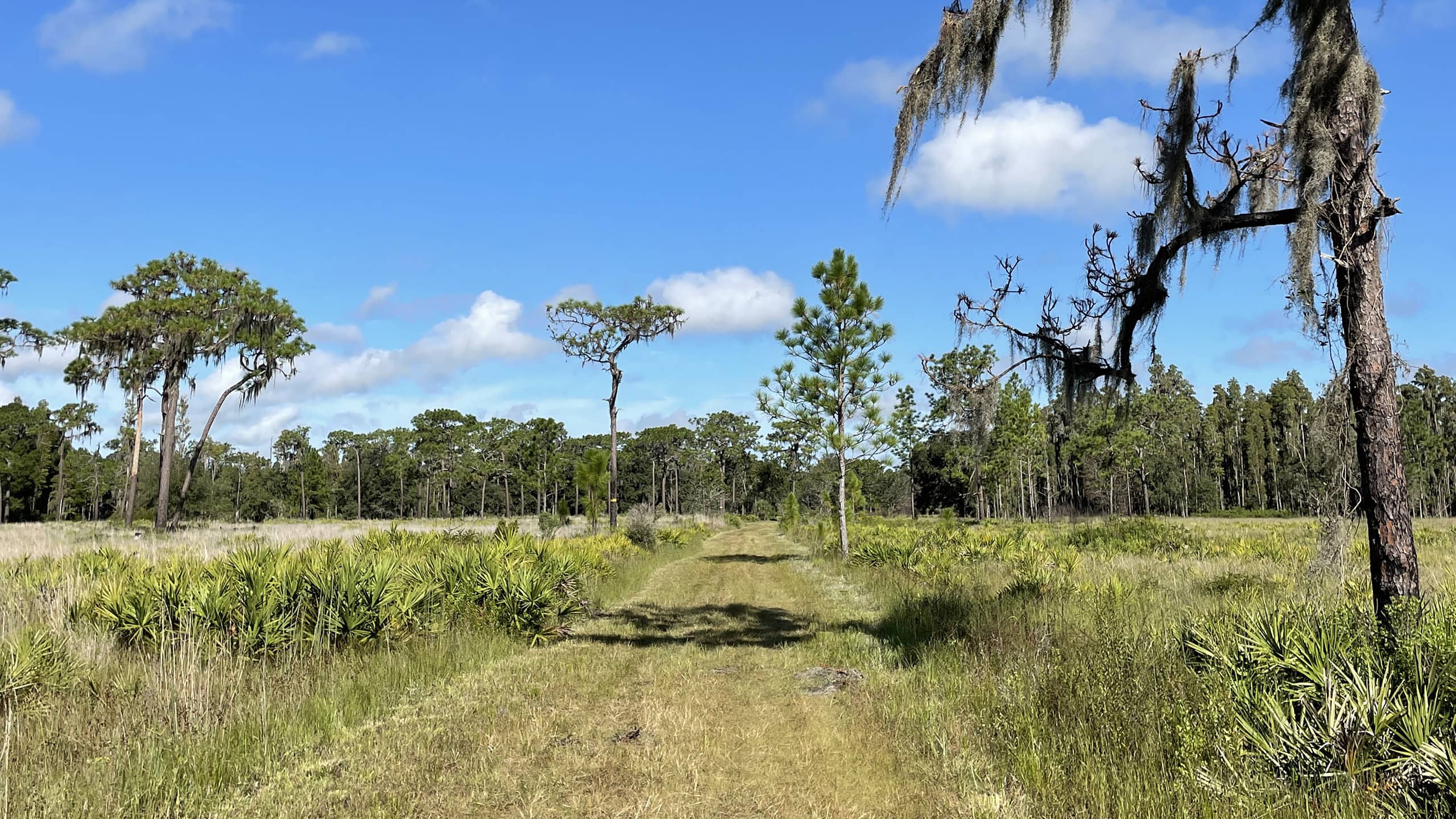 Grassy mowed trail in pines