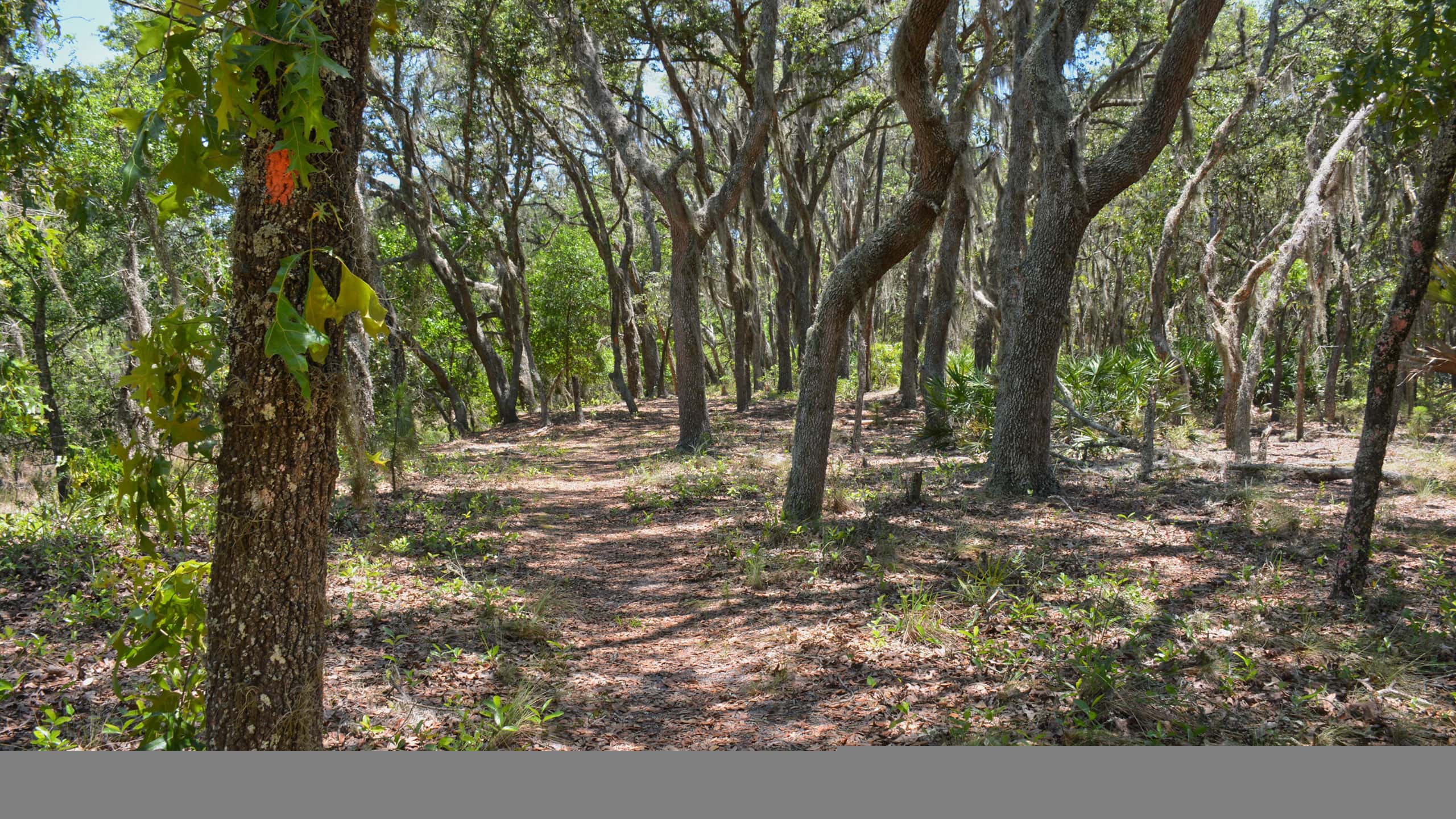 Deeply shaded trail under sand live oaks