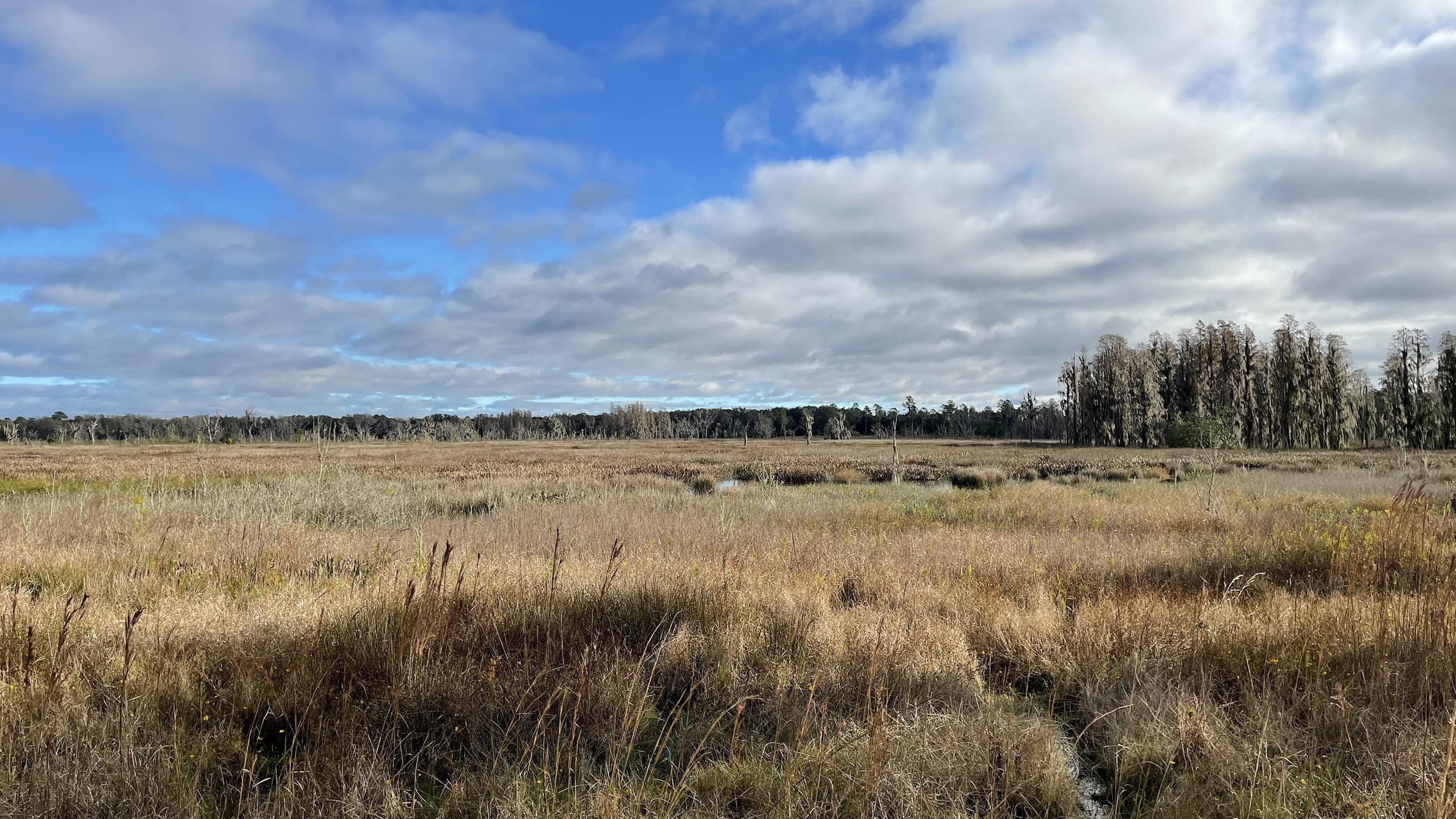 Open marshy plain with blue skies