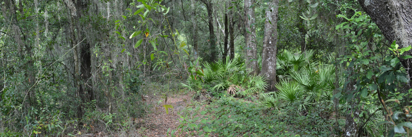 Wooded path into a forest