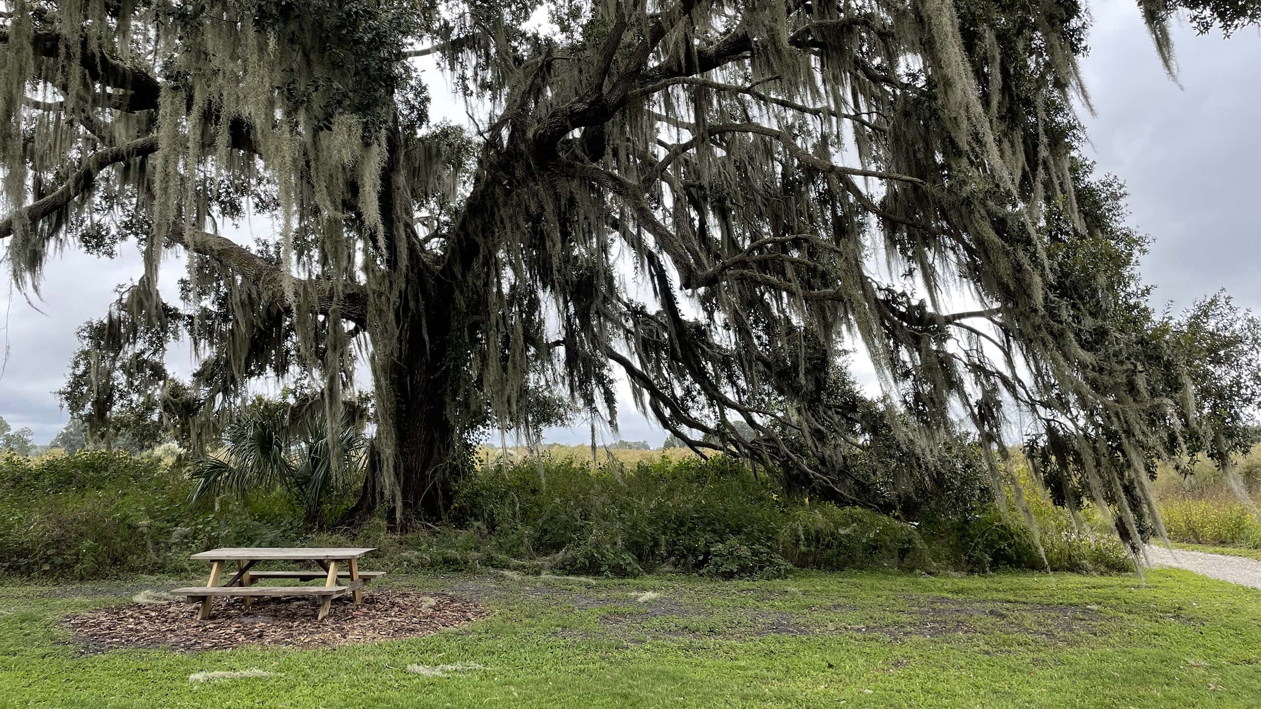 Picnic table under a live oak