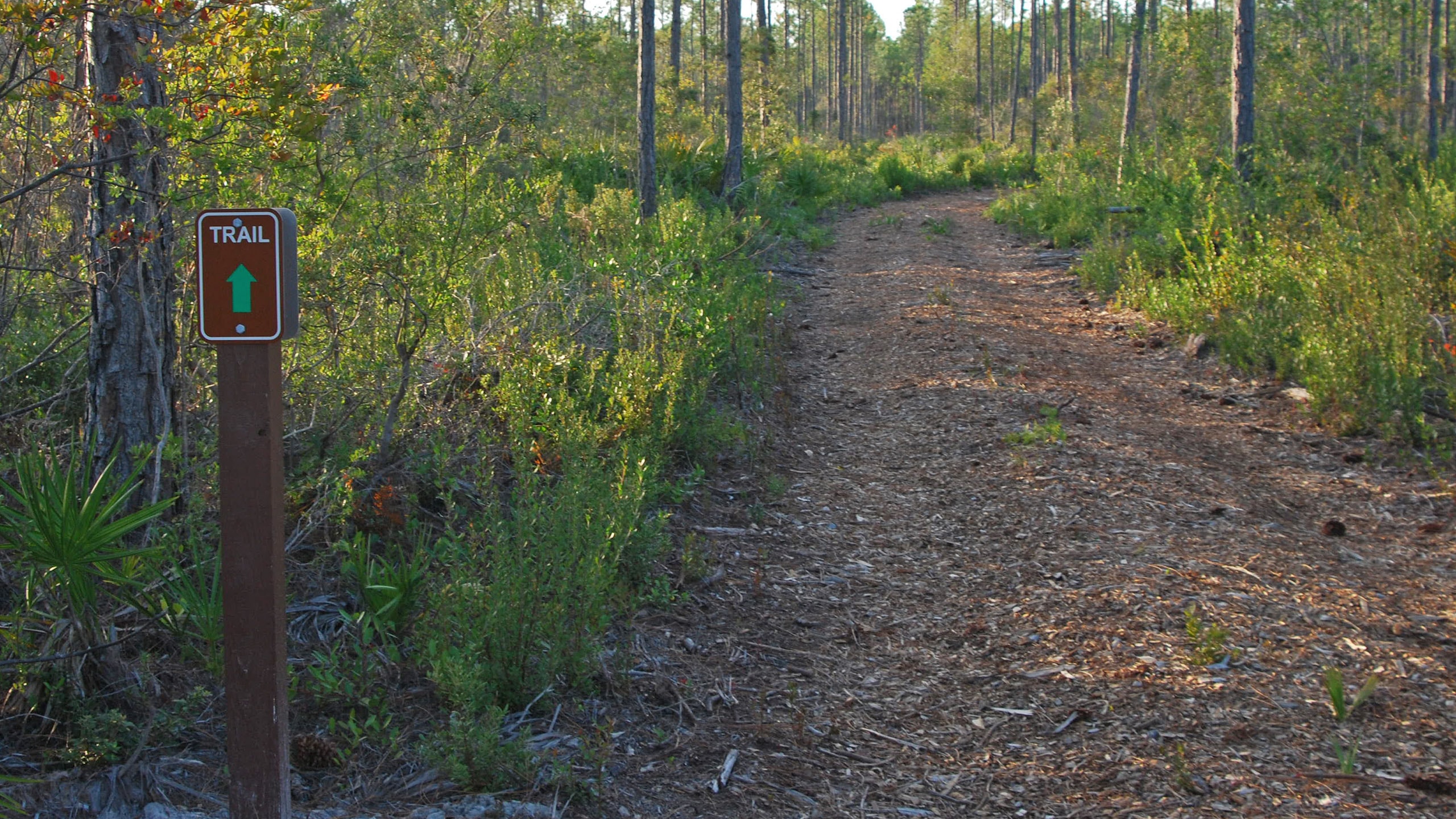 Footpath with sign for Green Trail in pine woods