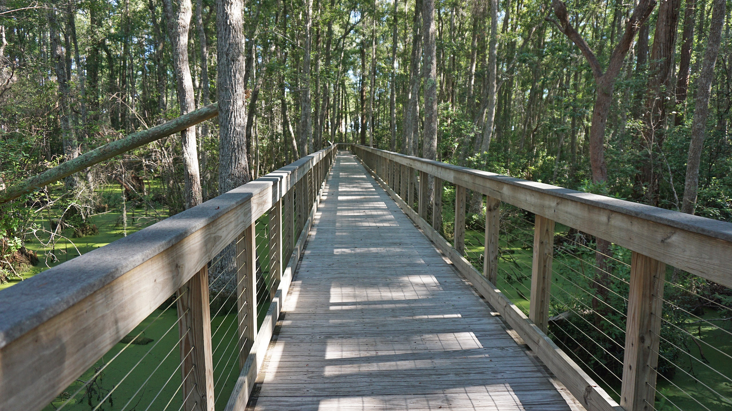 Long boardwalk in cypress swamp