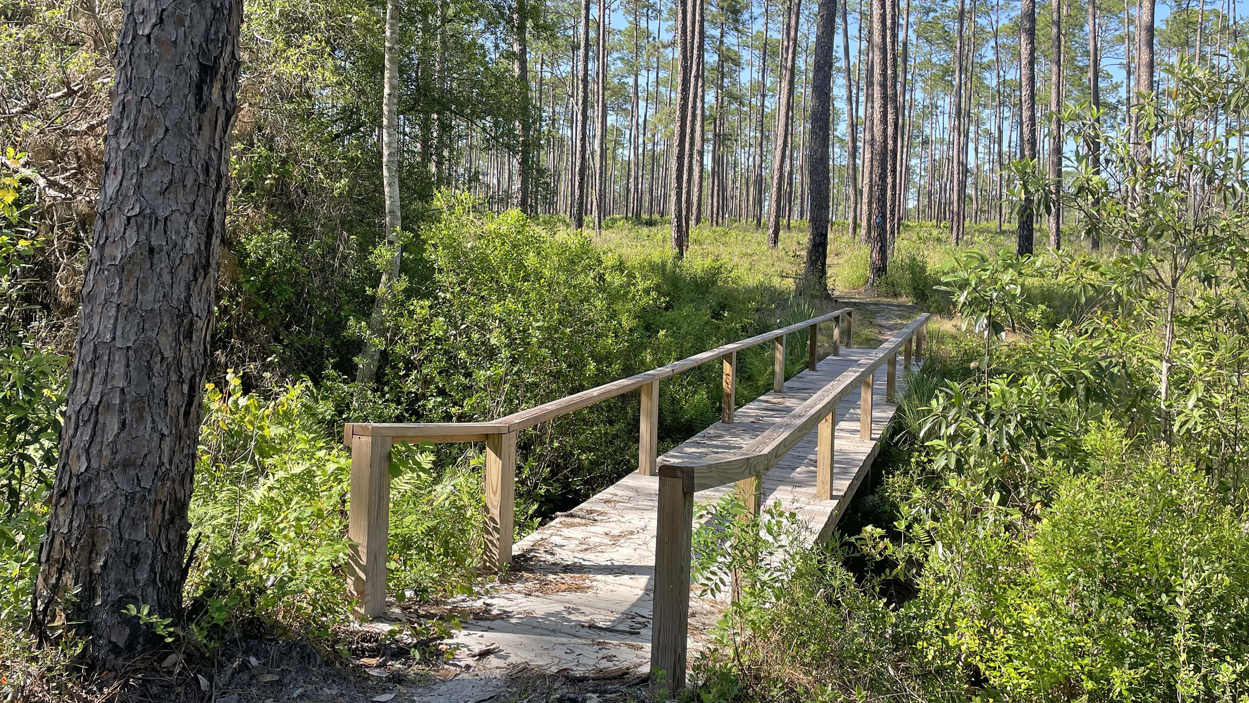 Footbridge in a pine forest