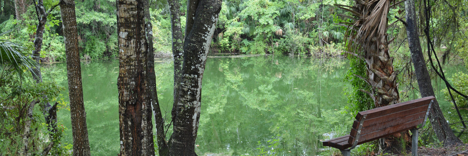 Lagoon in forest in front of a bench