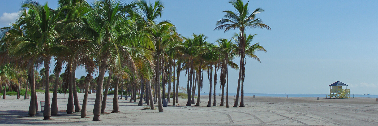 Beach with coconut palms