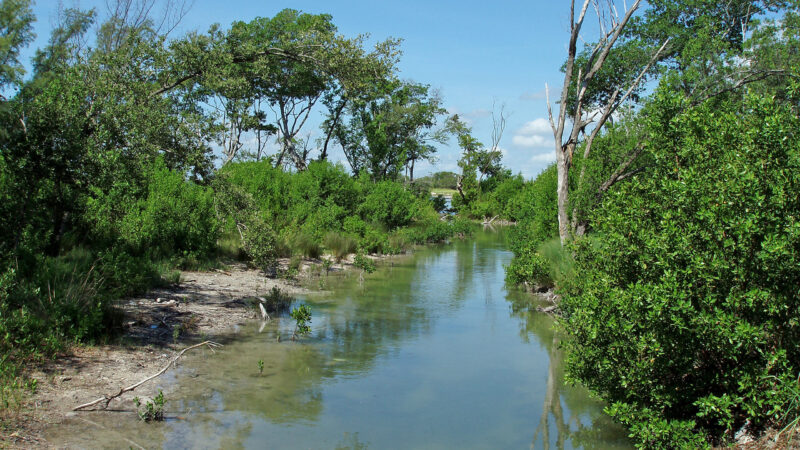 Mangrove and tropical forest lined canal