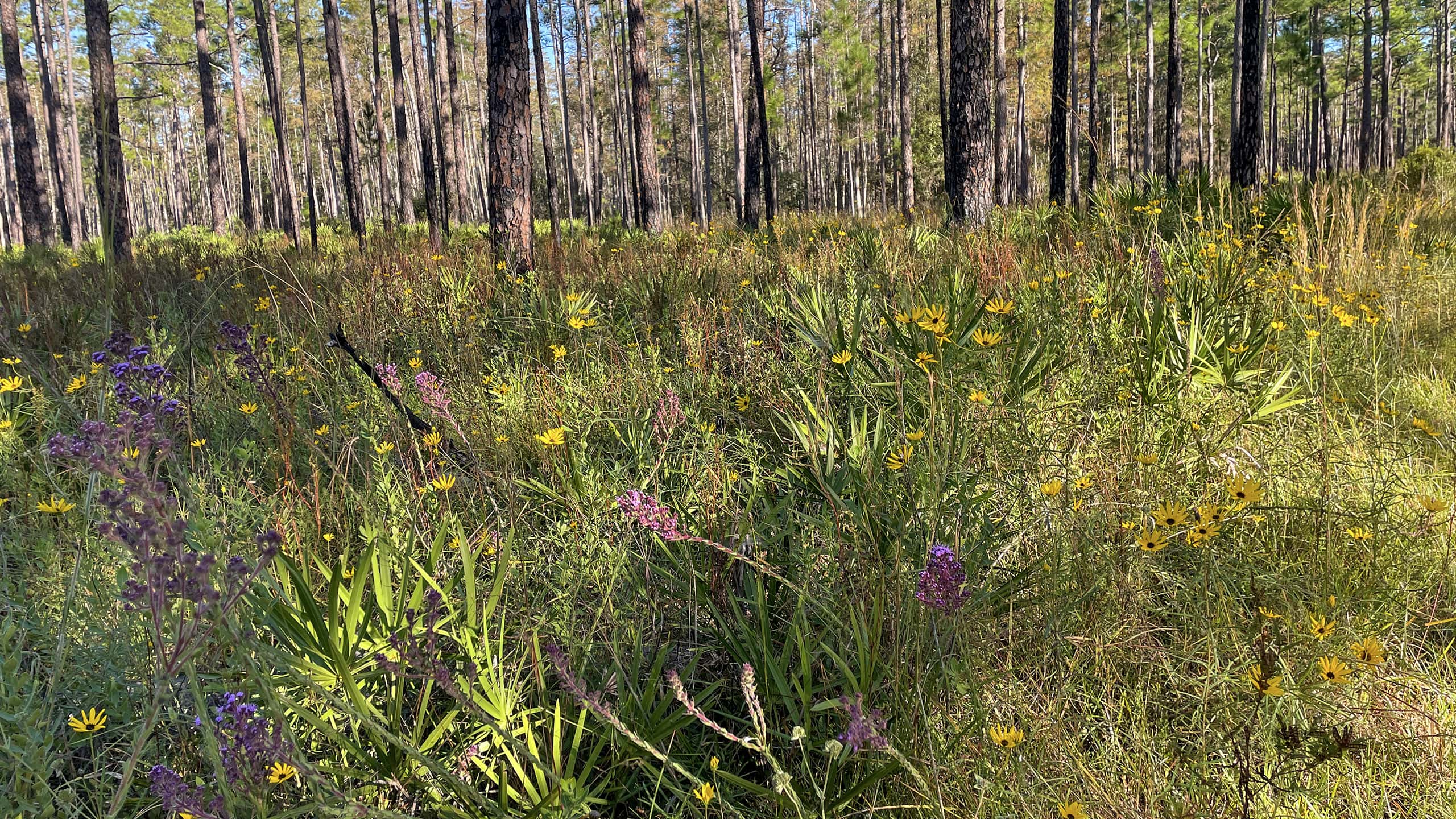 Vibrant wildflowers in a pine flatwoods understory