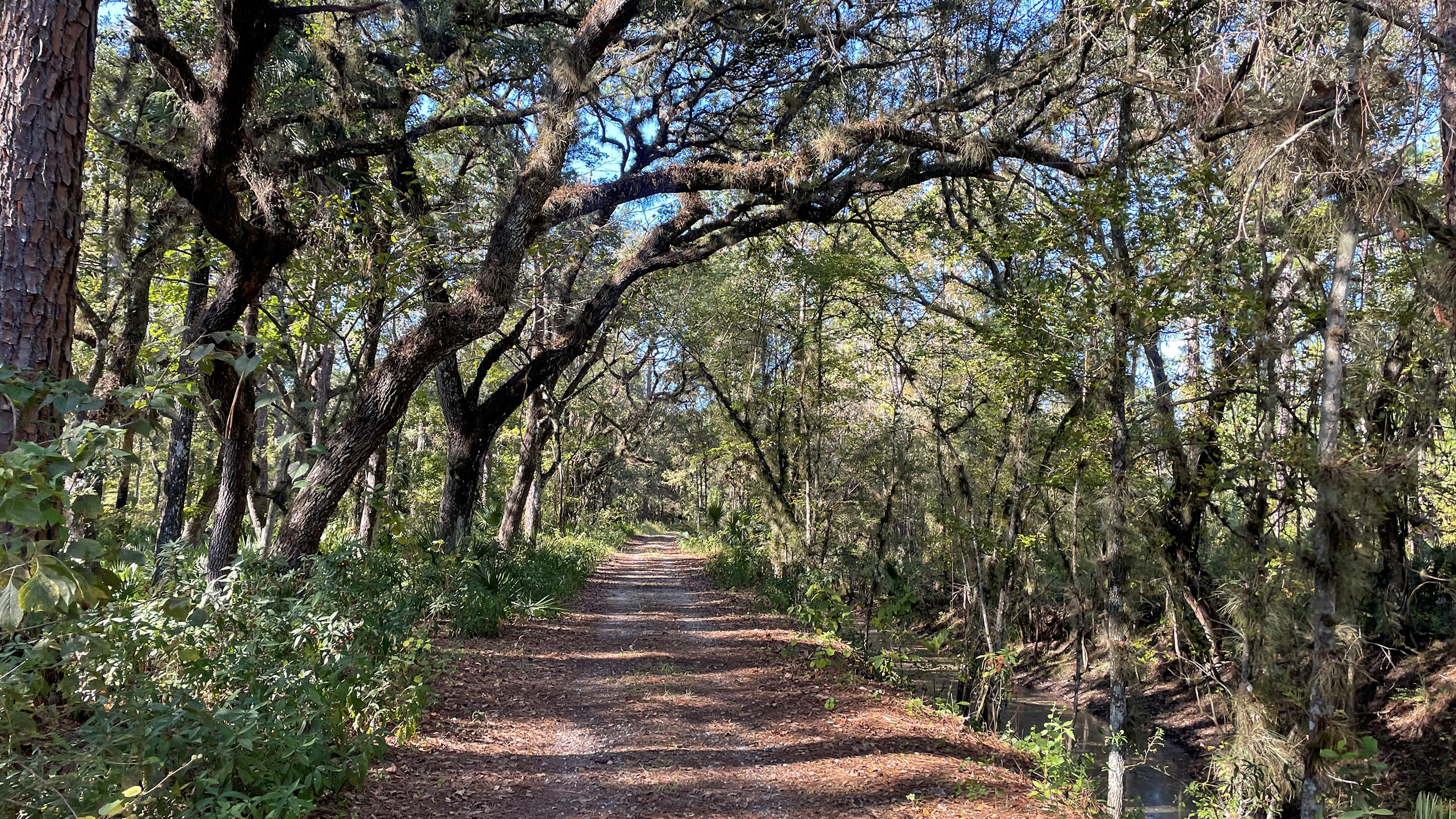 Archway of oaks