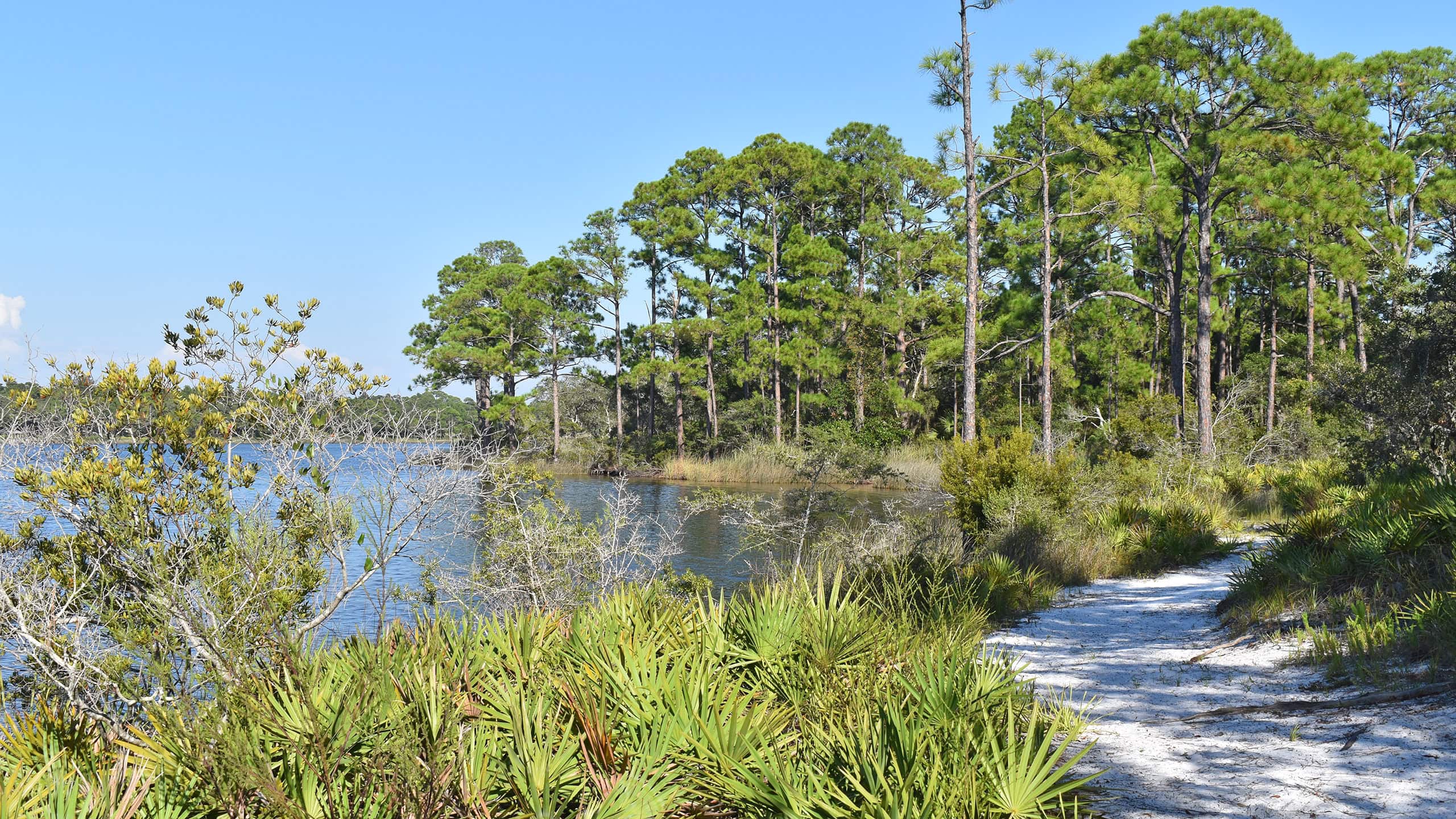 Sand path along lakeshore with tall pines