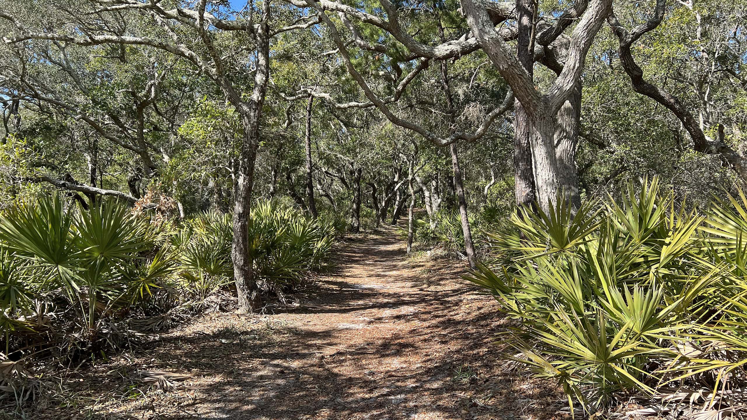 Hiking trail beneath tunnel of sand live oaks