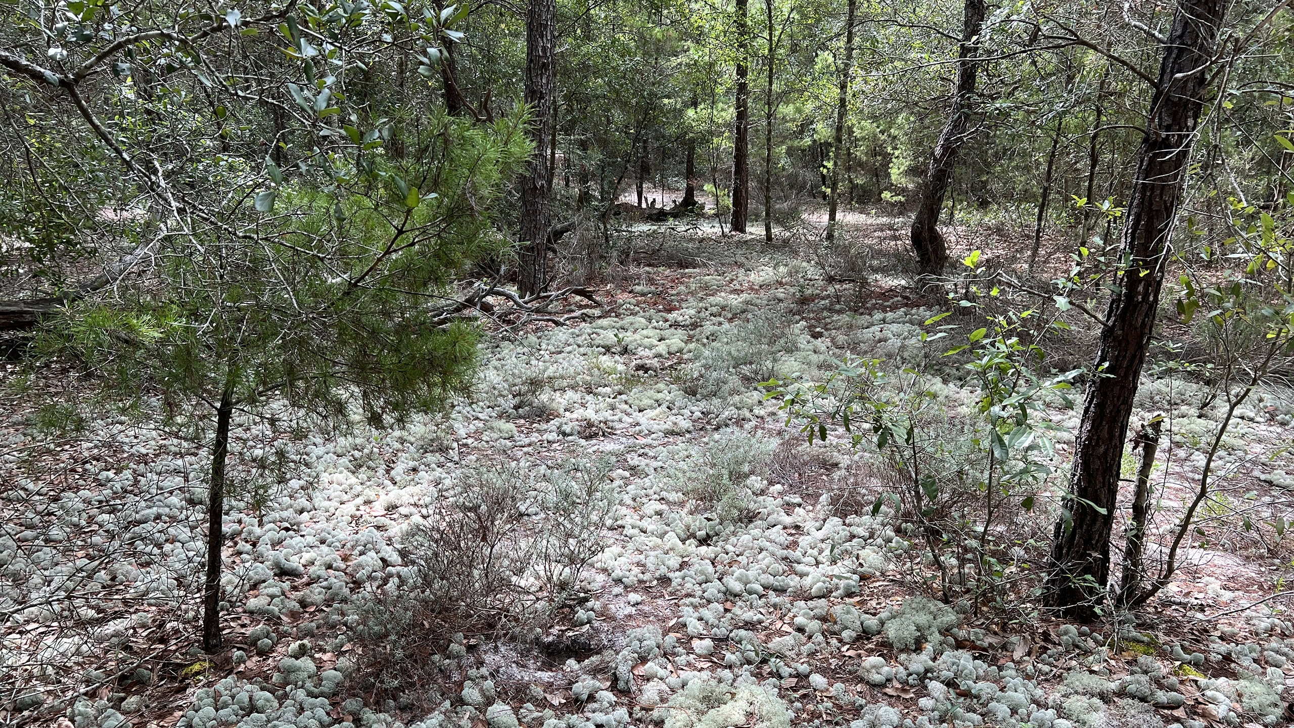 Deer moss and sand pines on leaf litter