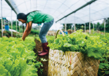 With the model instigated by Costales Nature Farms, this is how agritourism generates additional income even during non-harvest season