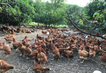 For Pamora Farm, the benefits of raising free-range chickens far outweigh the scale and speed of commercial chicken farming