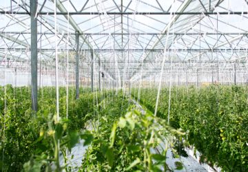 These temperature-controlled modern agricultural buildings were largely funded by the Korean government