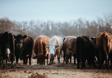 How do we reposition animal farming in such a way that its effects transition into the next generation? Let's take a closer look