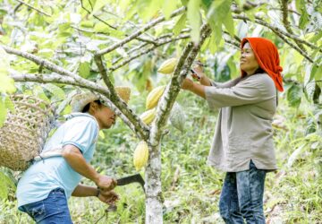 What makes Auro Chocolate and its cacao beans so successful?