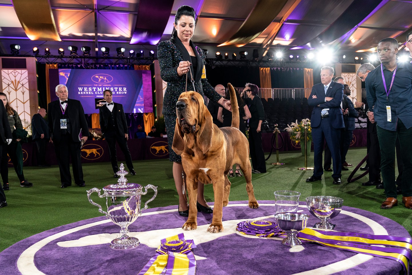 Bloodhound named Trumpet won Best in Show at 146th annual Westminster Kennel Club show at Lyndhurst Mansion in Tarrytown on June 22, 2022. Annual competition was held on the open grounds outside of New York City&#8217;s usual location at Madison Square Garden because of the lingering COVID-19 pandemic. The dog Trumpet was handled by Heather Helmer. (Photo by Lev Radin/Sipa USA)(Sipa via AP Images)