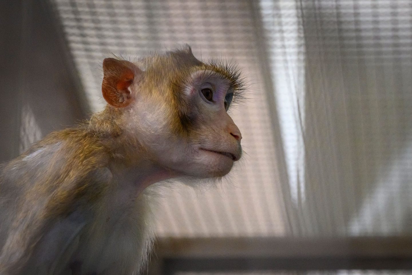 a laboratory monkey sitting in its cage in the breeding centre for cynomolgus macaques (longtail macaques) at the National Primate Research Center of Thailand