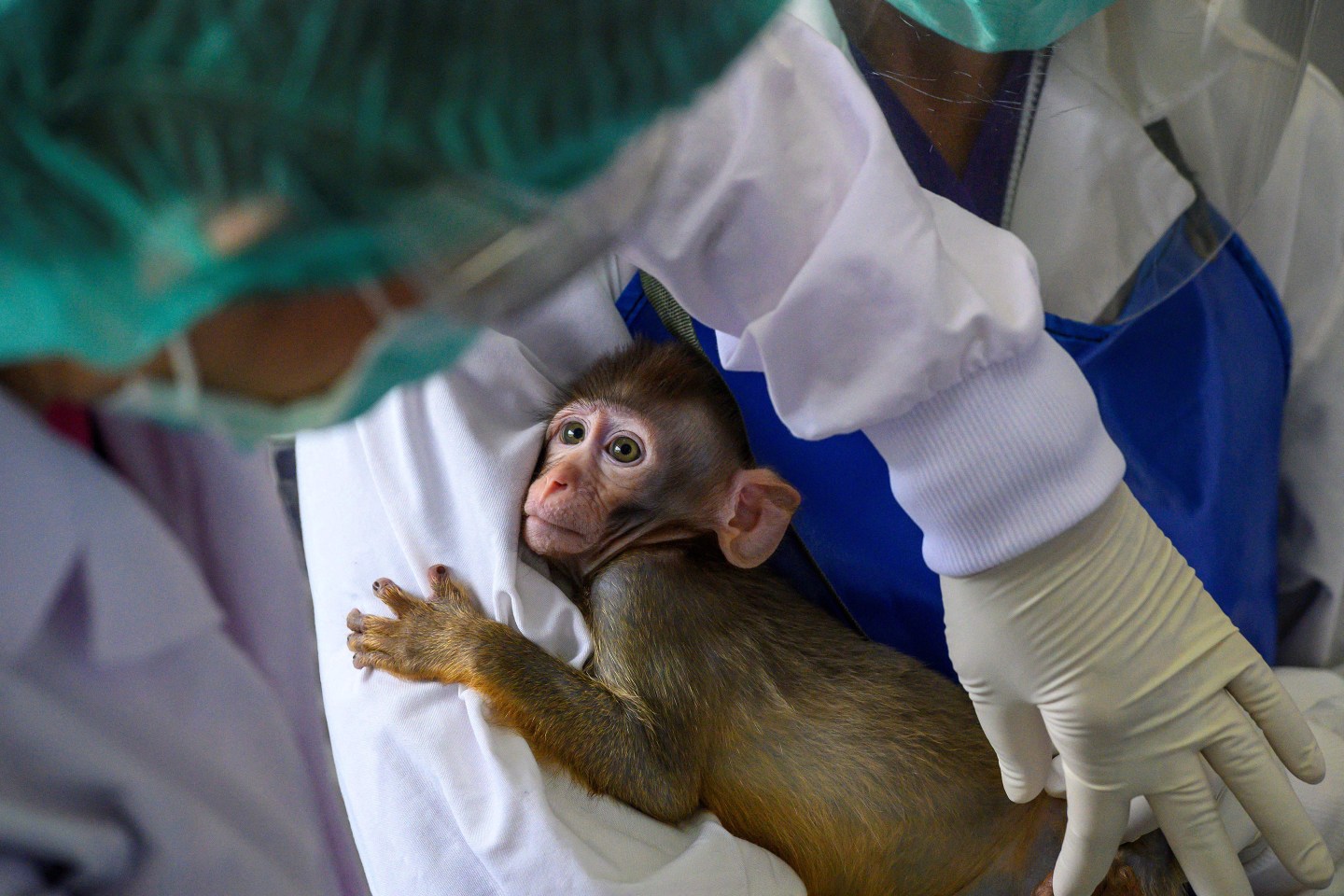 A long-tailed macaque being held by lab employees.