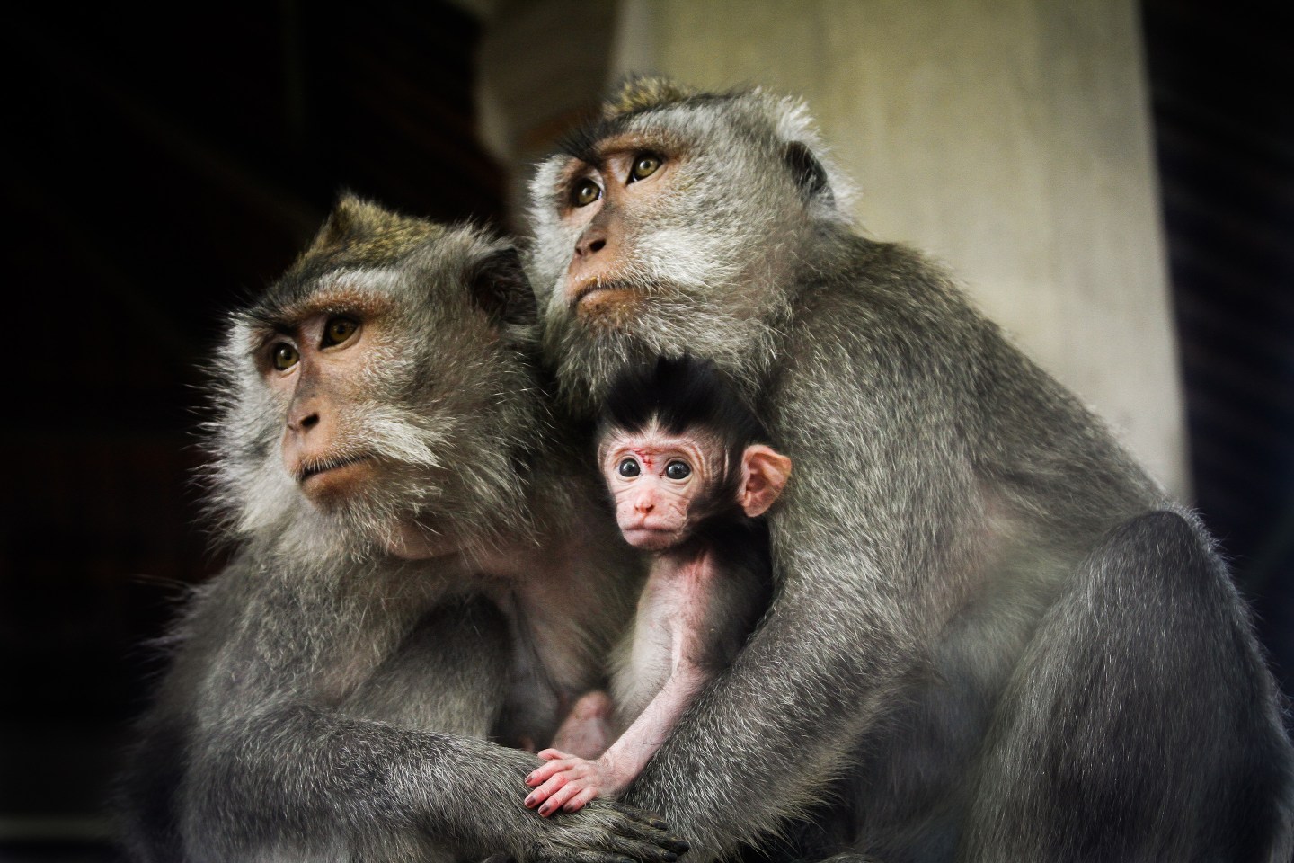 Family of three monkeys siting together.