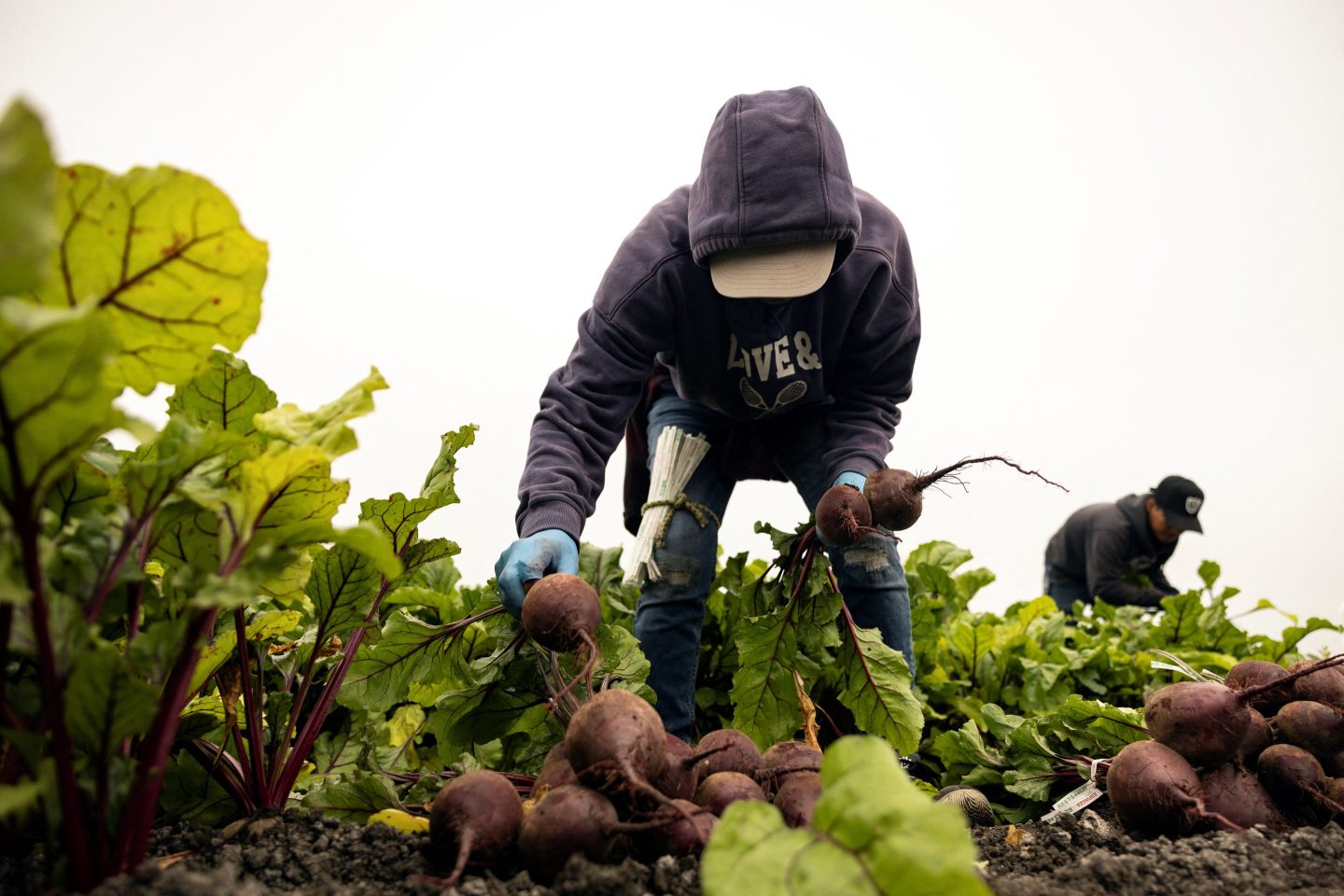 Man picking beets