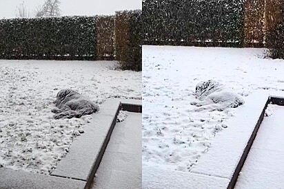 Moça vê monte de neve em quintal, então ela percebe que era alguém vivo.