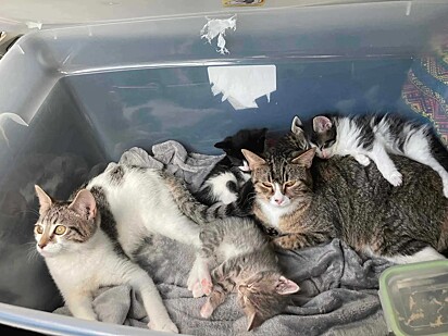 Os amigos pediram ajuda para um abrigo de animais local.