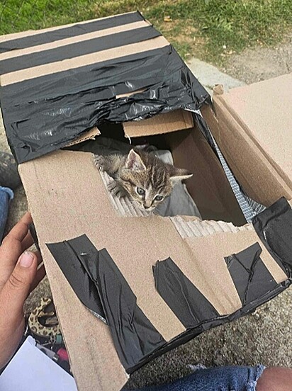 Os gatinhos foaram abandonados dentro de uma caixa.