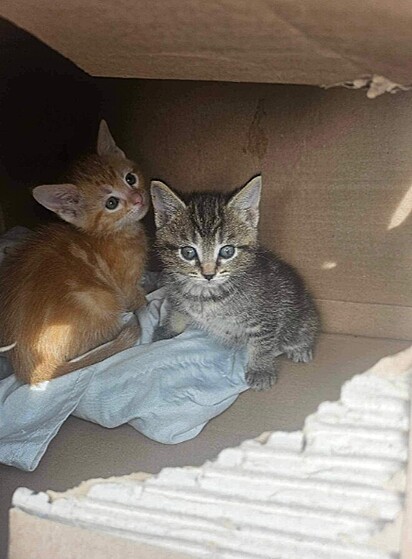 Os gatinhos foram encaminhados para um lar temporário.