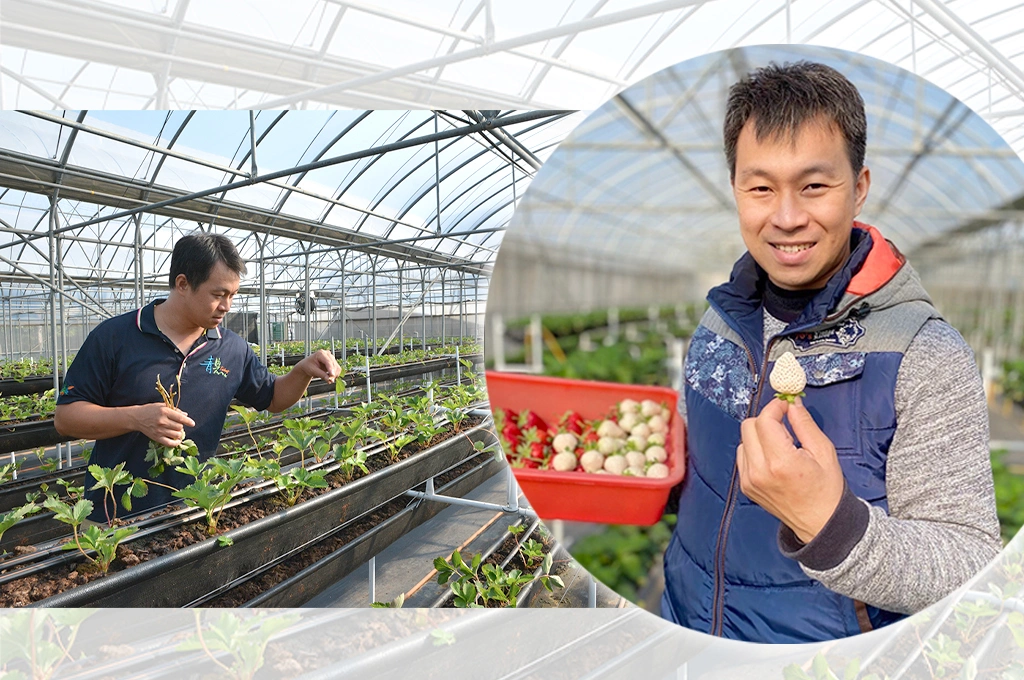 鮮果風味殊異、沐光茁壯，青農黃文慶堅持友善栽植，草莓愛好者紛至沓來